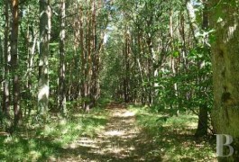 les chasses &agrave; vendre - centre-val-de-loire - Au c�ur de la Sologne,-domaine de chasse de 165 hectares

