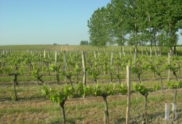 les domaines viticoles &agrave; vendre - aquitaine - Dans le vignoble Bordelais, 48ha en premi&egrave;res c&ocirc;tes de Blaye et leur outil de production

