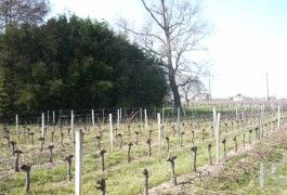 les domaines viticoles &agrave; vendre - aquitaine - Propri&eacute;t&eacute; viticole Saint Emilion-et
Saint Emilion Grand cru

