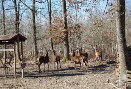 Hunting grounds for sale - ile-de-france - Forestry unit, hunting grounds, -65 km (41 miles) east of Paris 
