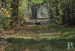 les maisons de caract�re &agrave; vendre - centre-val-de-loire - Sologne, domaine de chasse de 363ha libres et ses b&acirc;timents
