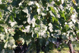 Vineyards for sale - aquitaine - Large, Lalande de Pomerol vineyard