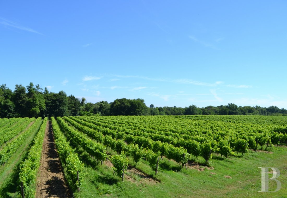 Vineyards for sale lotetgaronne in France