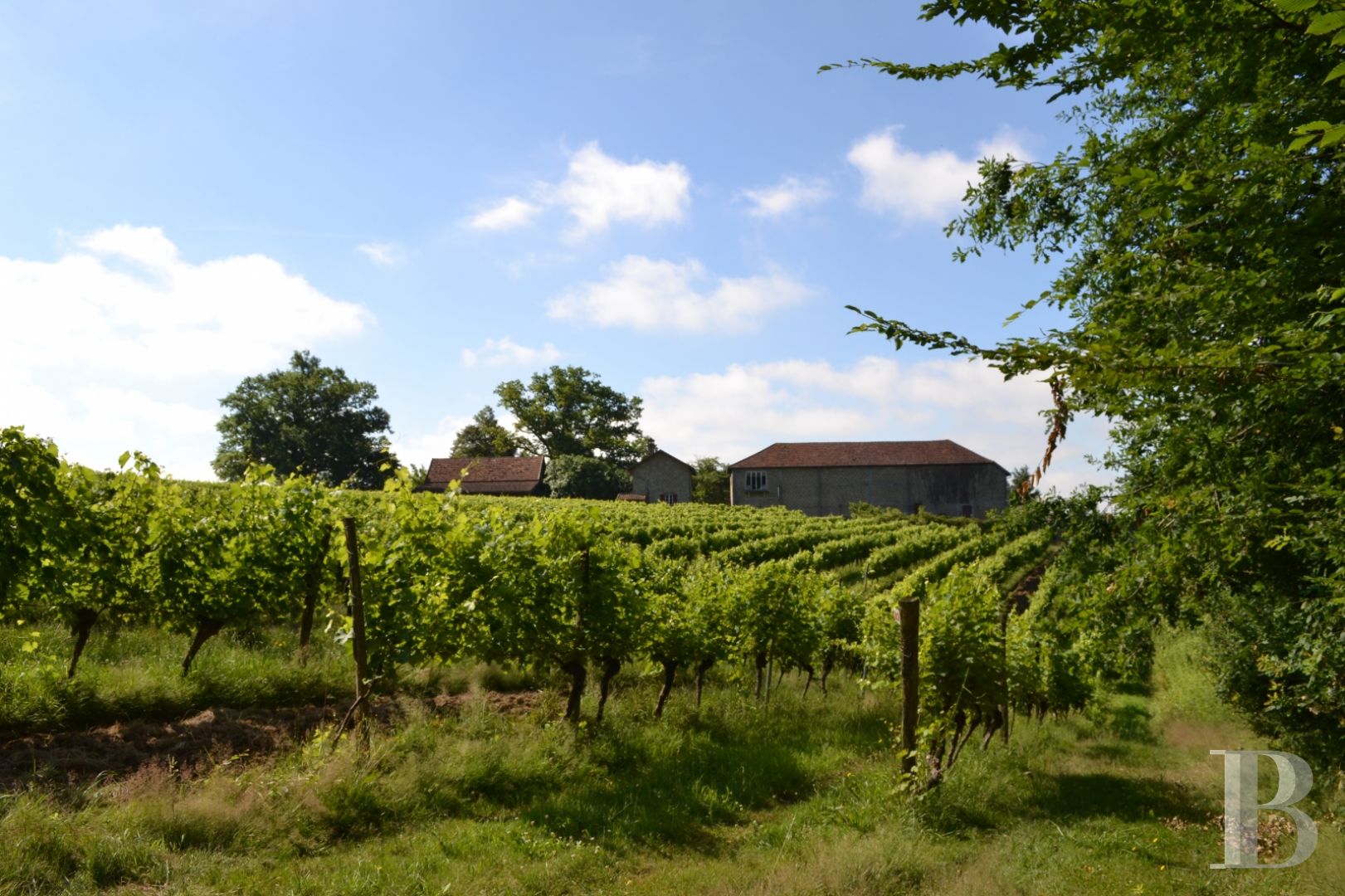 Vineyards for sale lotetgaronne in France
