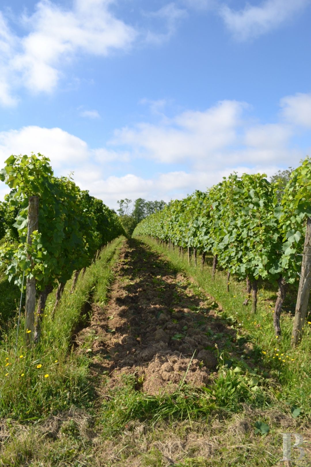 Vineyards for sale lotetgaronne in France