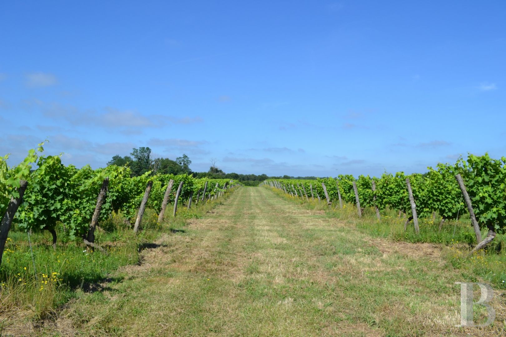 Vineyards for sale lotetgaronne in France