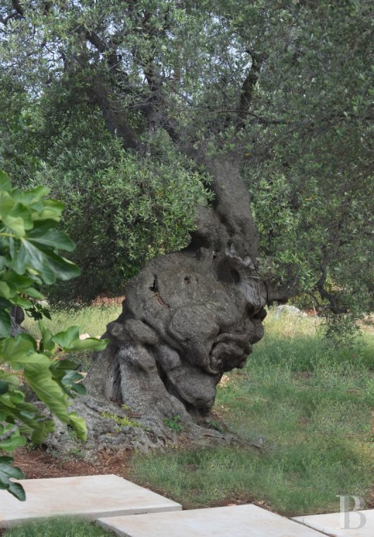 En Italie du sud, dans les Pouilles, ouverte à la villégiature, la Casa di Monti entre deux mers  et un  océan d'oliviers millénaires - photo  n°16
