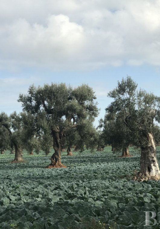 En Italie du sud, dans les Pouilles, ouverte à la villégiature, la Casa di Monti entre deux mers  et un  océan d'oliviers millénaires - photo  n°45