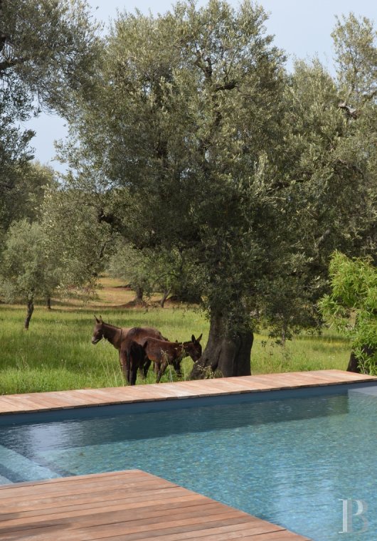 En Italie du sud, dans les Pouilles, ouverte à la villégiature, la Casa di Monti entre deux mers  et un  océan d'oliviers millénaires - photo  n°36