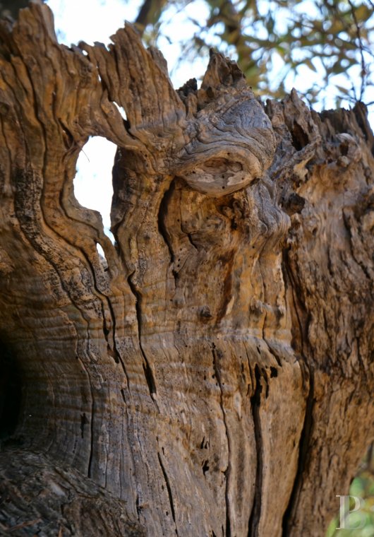 En Italie du sud, dans les Pouilles, ouverte à la villégiature, la Casa di Monti entre deux mers  et un  océan d'oliviers millénaires - photo  n°37