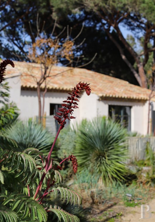 À Saint-Tropez, dans la baie des Canoubiers, un ancien atelier d’artiste et son jardin méditerranéen - photo  n°6