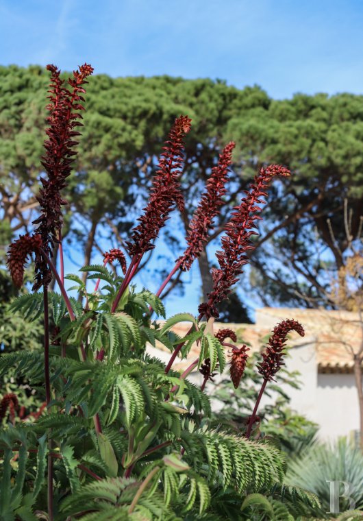À Saint-Tropez, dans la baie des Canoubiers, un ancien atelier d’artiste et son jardin méditerranéen - photo  n°7