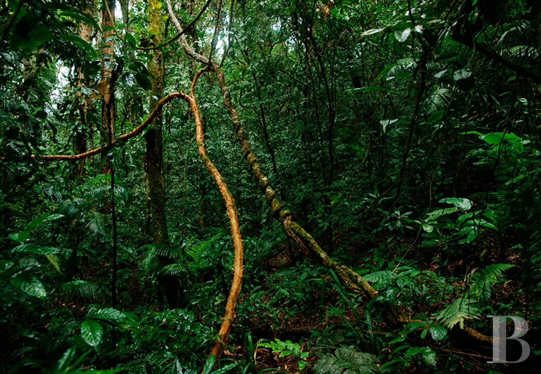 À Picinguaba, sur la côte brésilienne entre São Paulo et Rio de Janeiro, une maison d’inspiration coloniale en pleine nature  - photo  n°26
