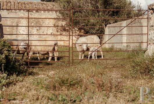 Dans la campagne de Minorque, près de Cala en Porter, une propriété de 1896 de 112 ha avec une maison d’environ ...